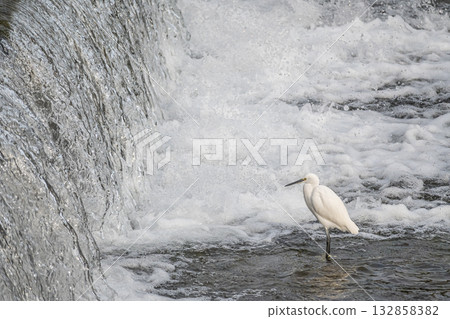 一隻小白鷺在京都市鴨川水壩下覓食 一隻小白鷺在京都市鴨川水壩下覓食 132858382