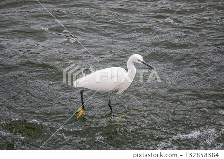 京都市鴨川河中的白鷺鷥(小白鷺) 京都市鴨川河中的白鷺鷥(小白鷺) 132858384