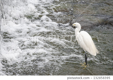White Egret (Little Egret) in the River Kamogawa, Kyoto City White Egret (Little Egret) in the River Kamogawa, Kyoto City 132858395