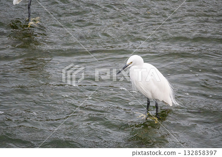 White Egret (Little Egret) in the River Kamogawa, Kyoto City 132858397