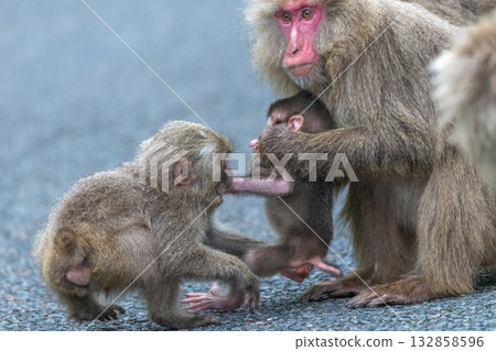 黑幫猴子咬世界自然遺產屋久島(春季) 黑幫猴子咬世界自然遺產屋久島(春季) 132858596