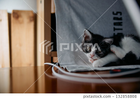 Laying cat Laying cat 132858808