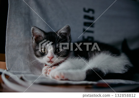 Laying cat Laying cat 132858812
