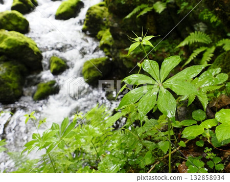 Carrots japonica blooming in a mountain stream Carrots japonica blooming in a mountain stream 132858934