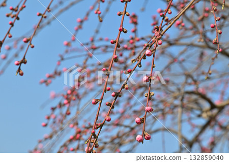 早春桃花村 桃花蕾 東秩父村 132859040