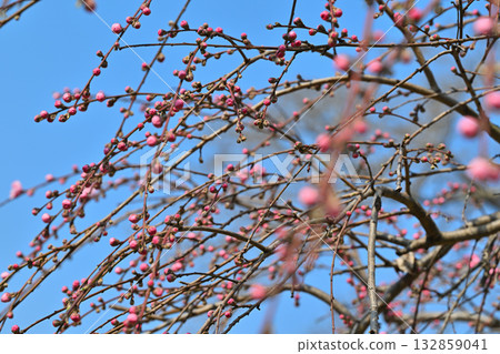 早春桃花村 桃花蕾 東秩父村 132859041
