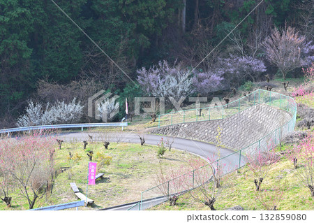 Peach blossoms in full bloom in early spring in Higashichichibu Village Peach blossoms in full bloom in early spring in Higashichichibu Village 132859080