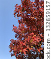 Blue sky and autumn leaves 132859157