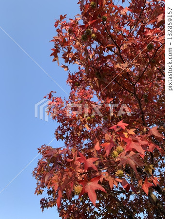Blue sky and autumn leaves 132859157