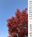 Blue sky and autumn leaves 132859158