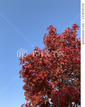 Blue sky and autumn leaves 132859158