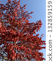 Blue sky and autumn leaves 132859159