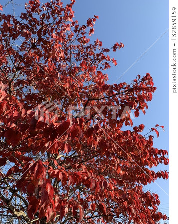 Blue sky and autumn leaves 132859159