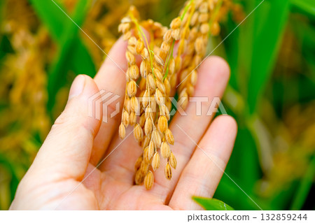 Rice. An ear of rice in hand. Rice seedlings growing in the fields of Korea. 132859244