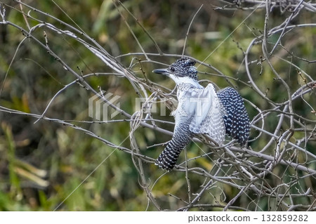 A kingfisher about to land on a branch 132859282