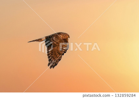 A female gray parrot flying majestically in the background of the setting sun 132859284
