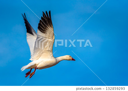 Snow goose in flight against blue sky Snow goose in flight against blue sky 132859293