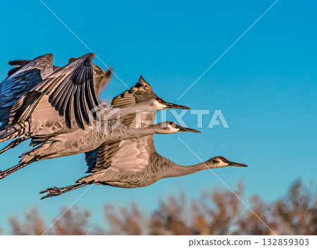 Sandhill cranes flying in formation 132859303