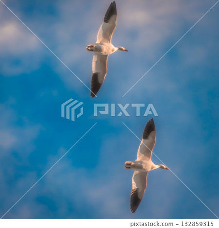 Two birds flying in a blue sky 132859315