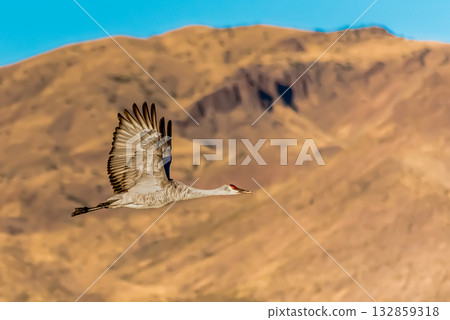 Sandhill crane flying over mountains Sandhill crane flying over mountains 132859318