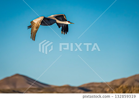 Crane in flight against a blue sky Crane in flight against a blue sky 132859319