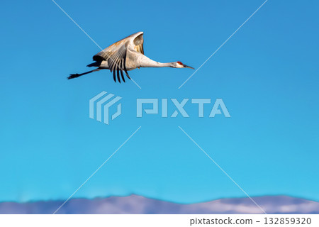 Crane in flight against a blue sky Crane in flight against a blue sky 132859320