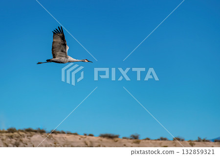 Crane in flight against a blue sky Crane in flight against a blue sky 132859321