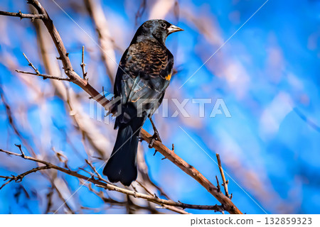 Black bird perched on a branch against blue sky 132859323