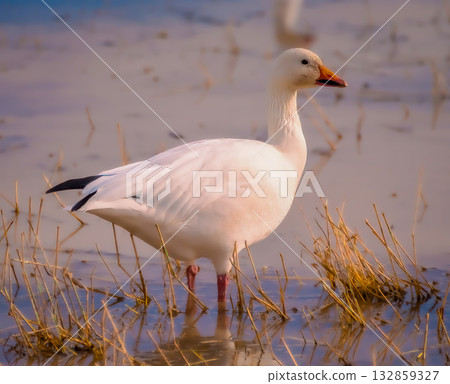 White goose in shallow water White goose in shallow water 132859327