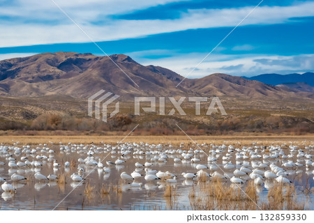 Flock of swans in tranquil wetland landscape 132859330
