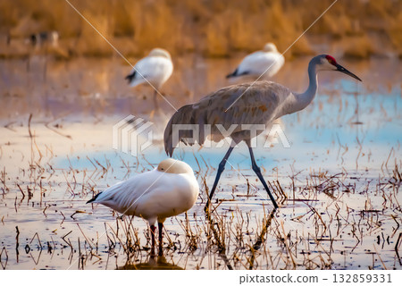 Sandhill crane in serene wetland setting Sandhill crane in serene wetland setting 132859331