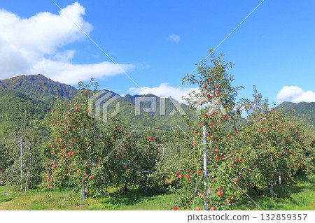 秋天的安曇野，北阿爾卑斯山腳下的蘋果園 132859357