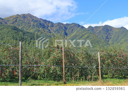 秋天的安曇野，北阿爾卑斯山腳下的蘋果園 132859361