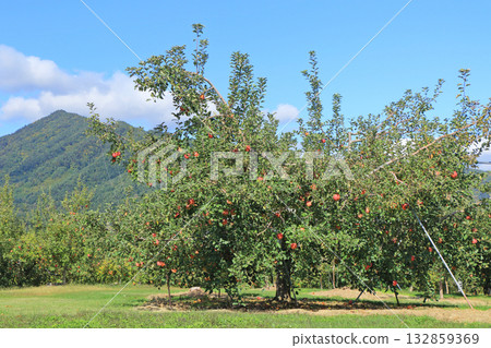 Autumn in Azumino: Apple orchards at the foot of the Northern Alps 132859369