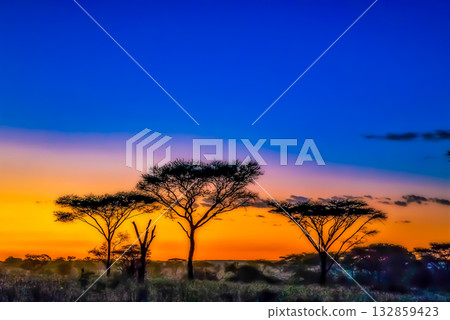 Acacia Trees Silhouetted at Sunset in African Savanna Acacia Trees Silhouetted at Sunset in African Savanna 132859423