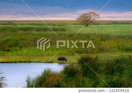 Serene Landscape with Hippo and Lone Tree 132859429