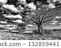 Baobab Tree in Dramatic Black and White Landscape 132859441