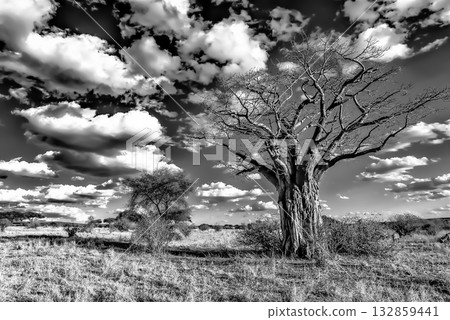 Baobab Tree in Dramatic Black and White Landscape 132859441