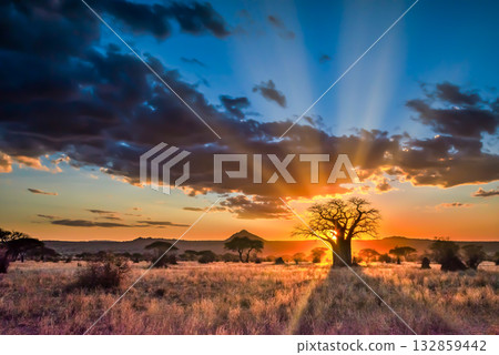 Sunset Over African Savannah with Baobab Tree 132859442