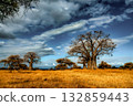 Baobab Trees in African Savanna 132859443