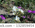 Wildflowers in Sandy Desert Landscape 132859454