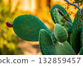 Prickly Pear Cactus with Red Fruit in Desert 132859457