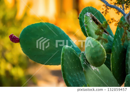 Prickly Pear Cactus with Red Fruit in Desert Prickly Pear Cactus with Red Fruit in Desert 132859457