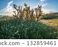Desert Cacti and Wildflowers at Sunset 132859461