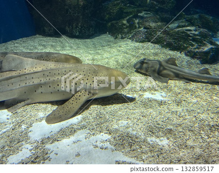 鯊魚在水族館遊動 132859517