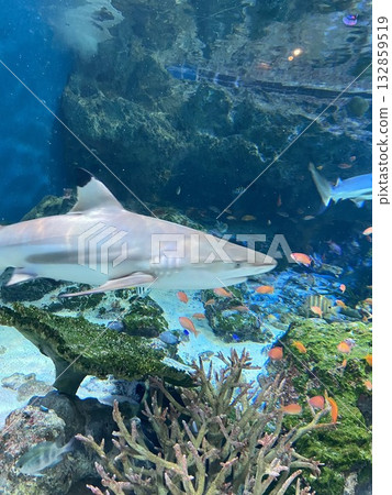 魚兒在珊瑚礁中游動 魚兒在珊瑚礁中游動 132859519