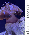海葵和銀蓮花屬魚 132859549