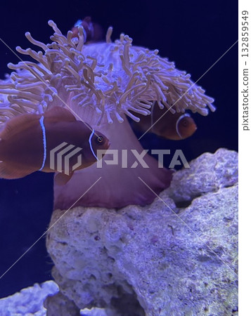 海葵和銀蓮花屬魚 海葵和銀蓮花屬魚 132859549
