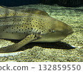 鯊魚在水族館遊動 132859550