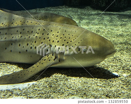 鯊魚在水族館遊動 鯊魚在水族館遊動 132859550
